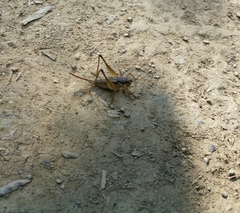 Pachytrachis gracilis