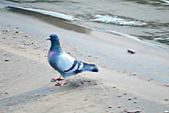 Columba livia domestica