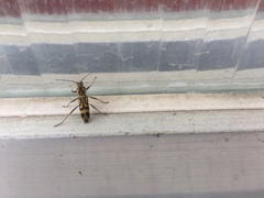 Chlorophorus annularis