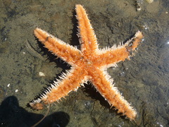 Astropecten polyacanthus