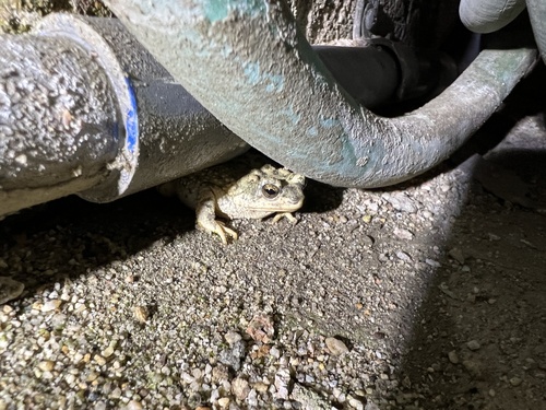 iNaturalist observation photo of Red-spotted Toad