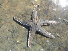 Astropecten polyacanthus