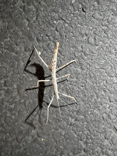 iNaturalist observation photo of Pseudosermyle