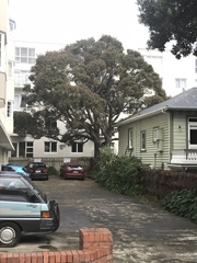 Metrosideros kermadecensis