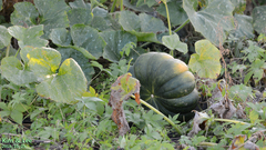 Cucurbita moschata