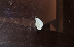 Leptophobia