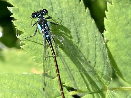 iNaturalist observation photo of Pacific Forktail