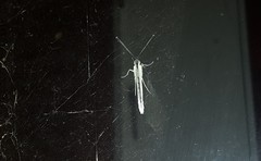 Leptophobia