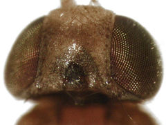 Conioscinella fulvithorax