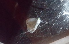 Leptophobia