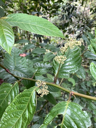 Perrottetia alpestris observed 2023-03-31