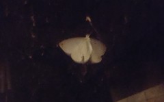 Leptophobia