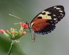 Heliconius hecale melicerta