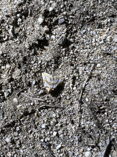 iNaturalist observation photo of Butterflies and Moths