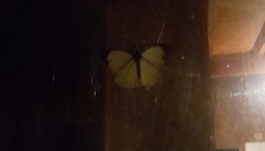 Leptophobia