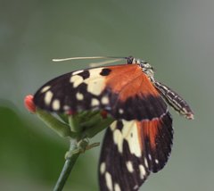 Heliconius hecale melicerta