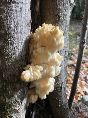 Hericium americanum