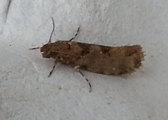 Parochmastis hilderi