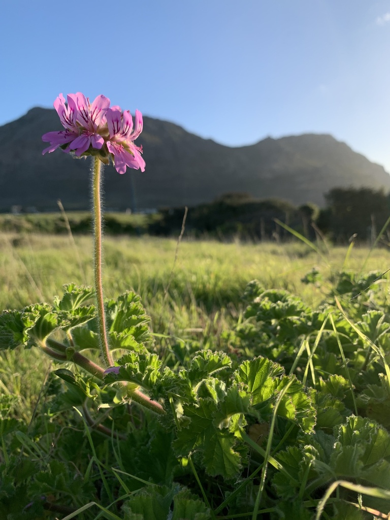 Pelargonium capitatum (Rose scented geranium) | California Species Project