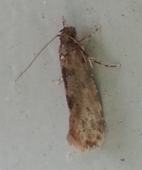 Parochmastis hilderi