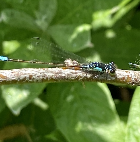 iNaturalist observation photo of Pacific Forktail