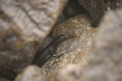 Oligosoma smithi