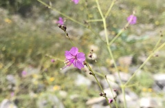 Cyphomeris gypsophiloides