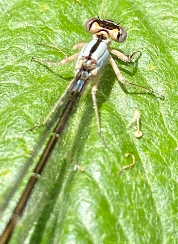 iNaturalist observation photo of Pacific Forktail