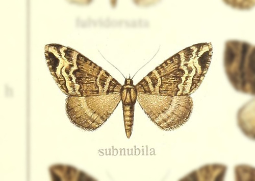 Ecliptopera subnubila