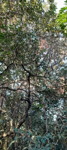 Image of Ficus trichopoda by (c) Rosemary Harrison, some rights reserved (CC BY-SA)