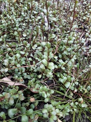 Samolus repens repens