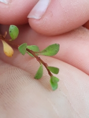 Samolus repens repens