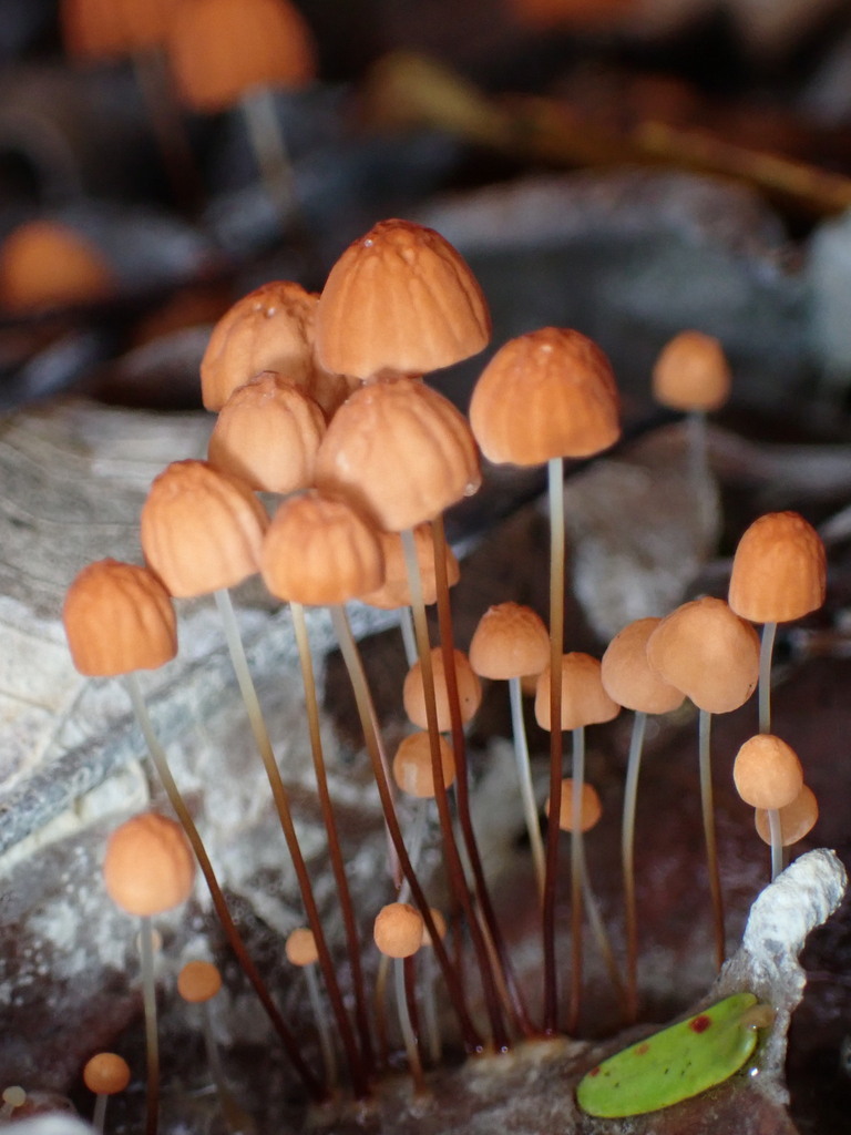 Marasmius siccus · April 2023 · photo: © sus_scrofa (iNaturalist, cc-by)