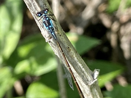 iNaturalist observation photo of Pacific Forktail
