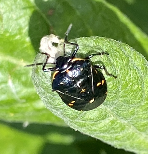 iNaturalist observation photo of Harlequin Bug