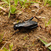 Phonarellus ritsemae - Photo (c) orthoptera-jp, some rights reserved (CC BY-NC), uploaded by orthoptera-jp