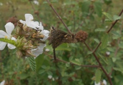 Eudamini