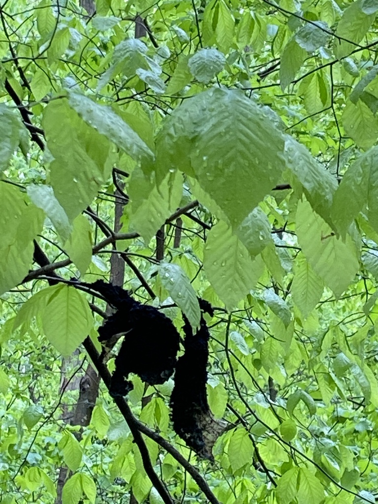 Honeydew Eater from Louisville, KY, USA on April 28, 2023 at 1109 AM