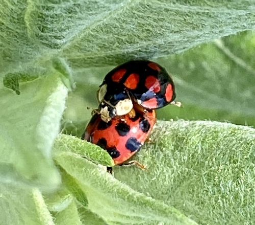 iNaturalist observation photo of Asian Lady Beetle