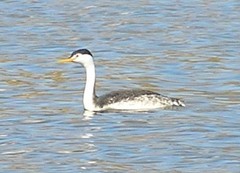 Aechmophorus clarkii