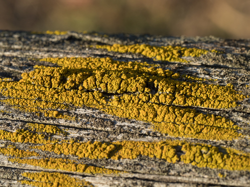 Tryninė geltūnė nuotrauka