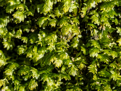 Fissidens obtusifolius