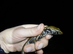 Oligosoma oliveri
