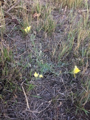 Linaria dalmatica dalmatica