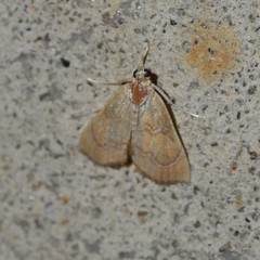 Glaphyria sesquistrialis