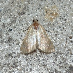 Glaphyria sesquistrialis