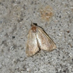 Glaphyria sesquistrialis