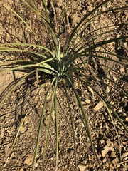 Hesperoyucca