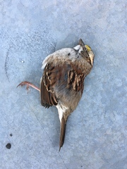 Zonotrichia albicollis