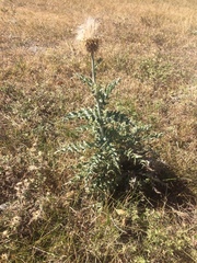 Cirsium undulatum